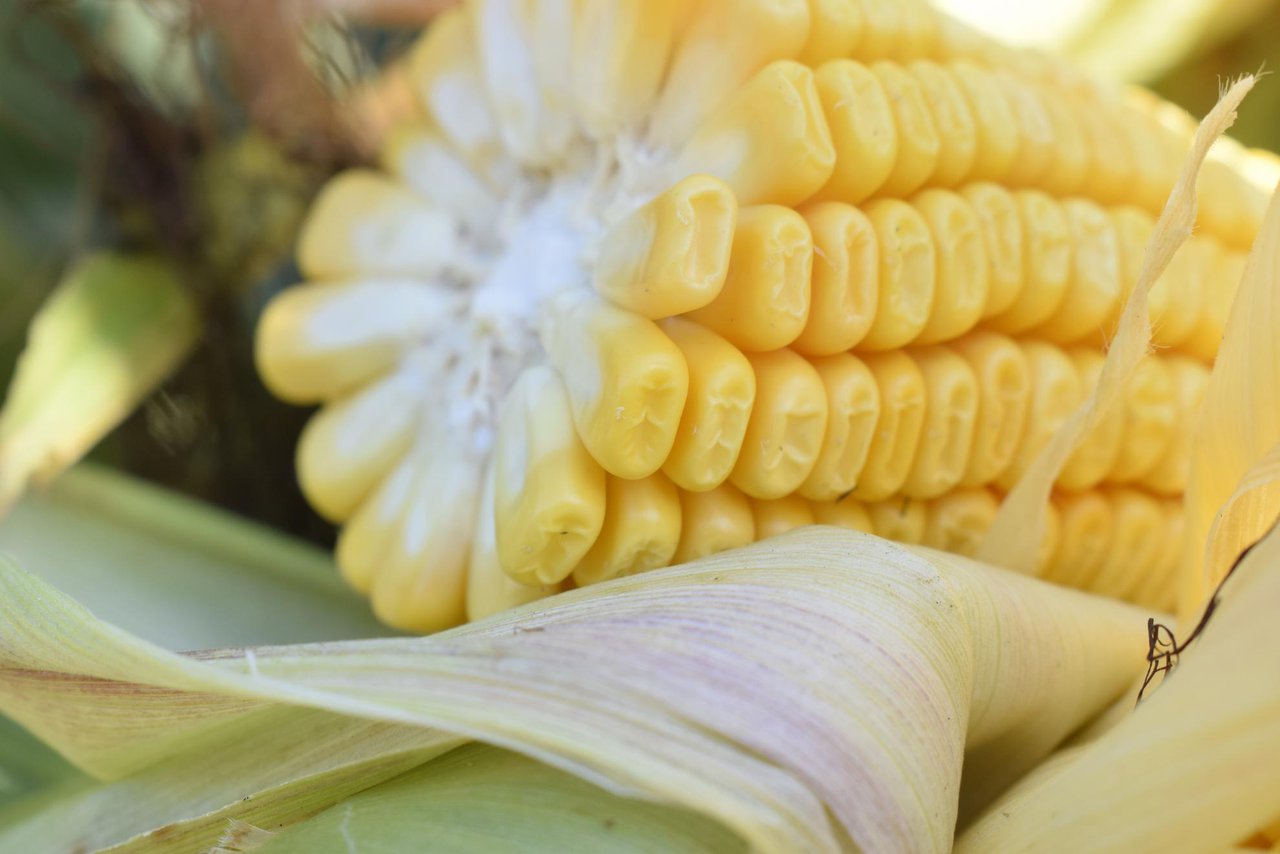Adaptación del maíz ensilado a las necesidades nutricionales de las vacas lecheras de alta producción