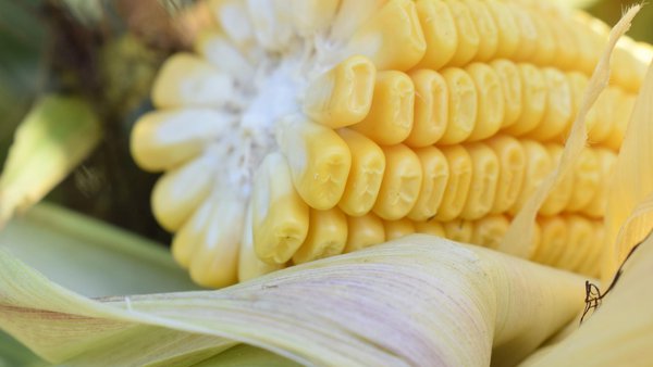 Adaptación del maíz ensilado a las necesidades nutricionales de las vacas lecheras de alta producción