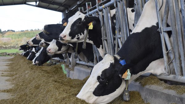 Monitoreo del estrés por calor en vacas lecheras (II): automatización y sensores