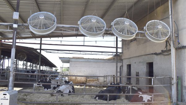 ¿Cómo afecta el enfriamiento intensivo en verano a la fertilidad de vacas jóvenes y adultas?