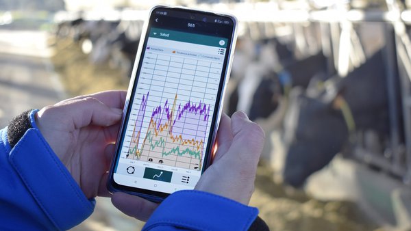 Monitoreo continuo de la temperatura de la vaca, una herramienta importante para optimizar el tratamiento de enfriamiento en verano