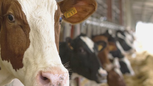 Syva obtén unha opinión positiva para a vacina Syvazul BTV 3 do Comité de Medicamentos de Uso Veterinario