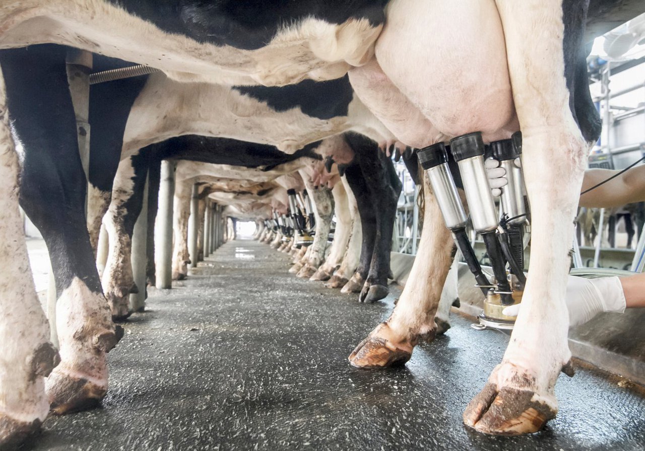 Higiene del ordeño, el primer paso de la seguridad alimentaria