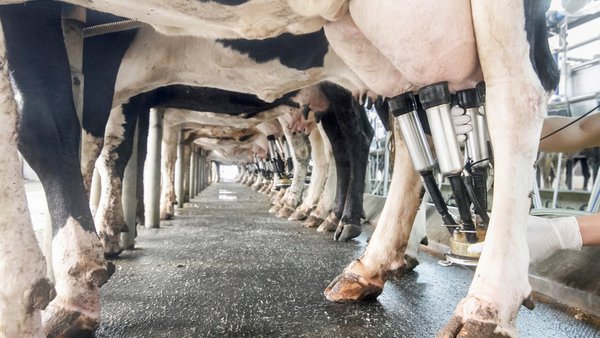 Higiene del ordeño, el primer paso de la seguridad alimentaria