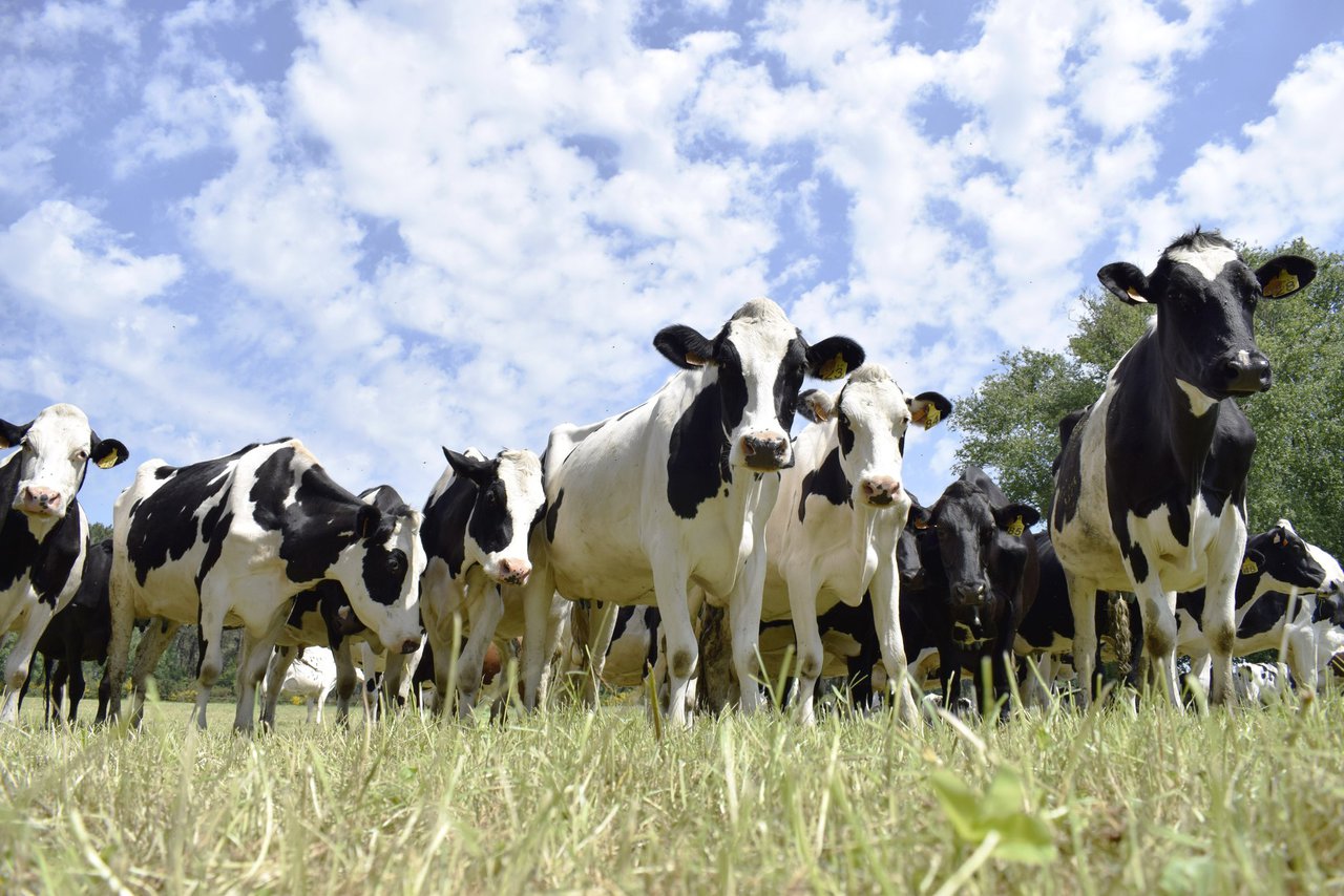 ¡Al loro con las vacas veganas!