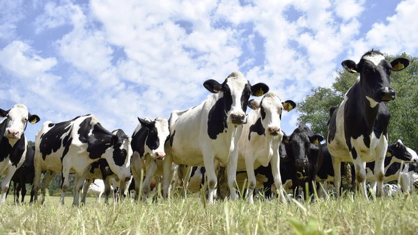 ¡Al loro con las vacas veganas!