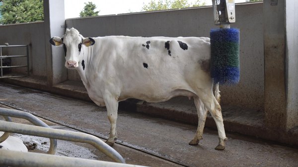 Bienestar animal (I)
