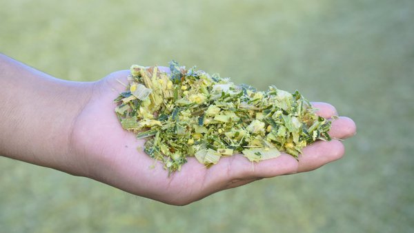 Evaluación objetiva del procesamiento del grano en ensilaje de maíz