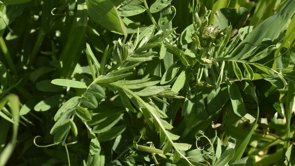 As mesturas biodiversas de Fertiprado, por diante en protección de solo, dixestibilidade e aforro económico