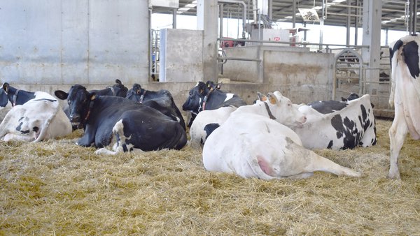 Evaluación de índices productivos, reproductivos y porcentajes de eliminación de 1.070 ganaderías gallegas. Marzo 2024 (III)
