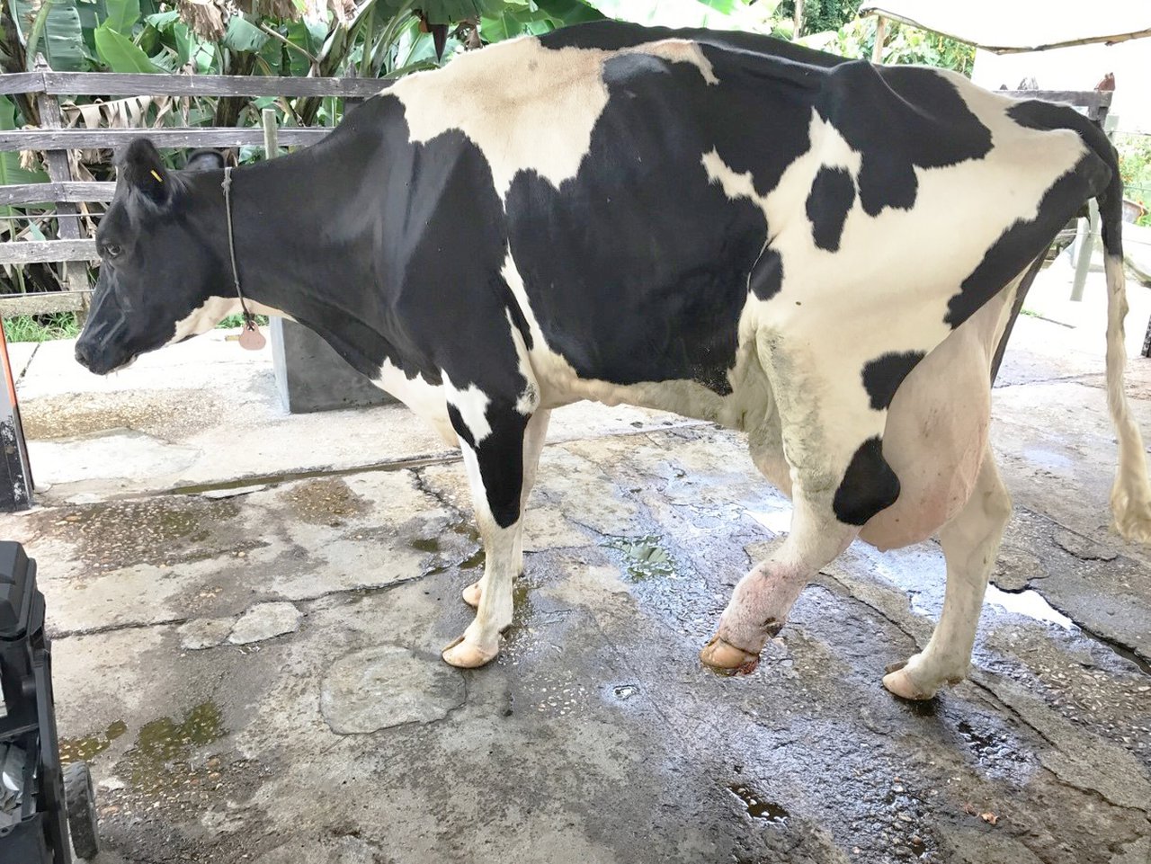 Podología bovina responsable