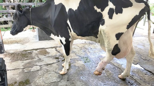 Podología bovina responsable