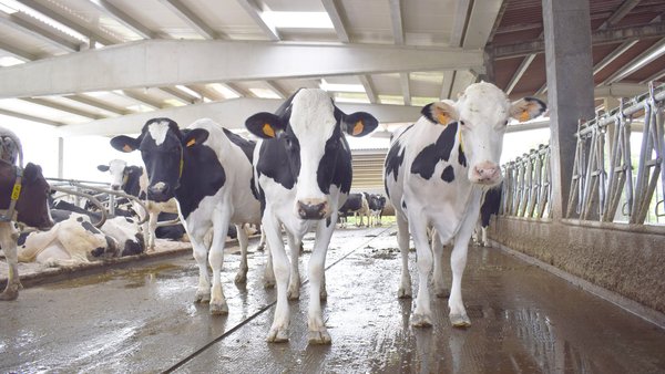 Medio Rural de Galicia publicó las bases de las ayudas para la sucesión de ganaderías