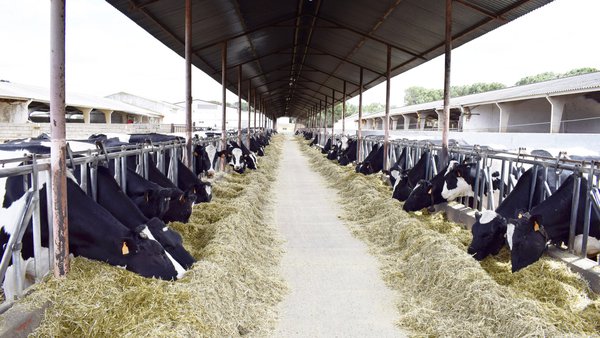 Bienestar animal (II): ¿cómo medirlo?