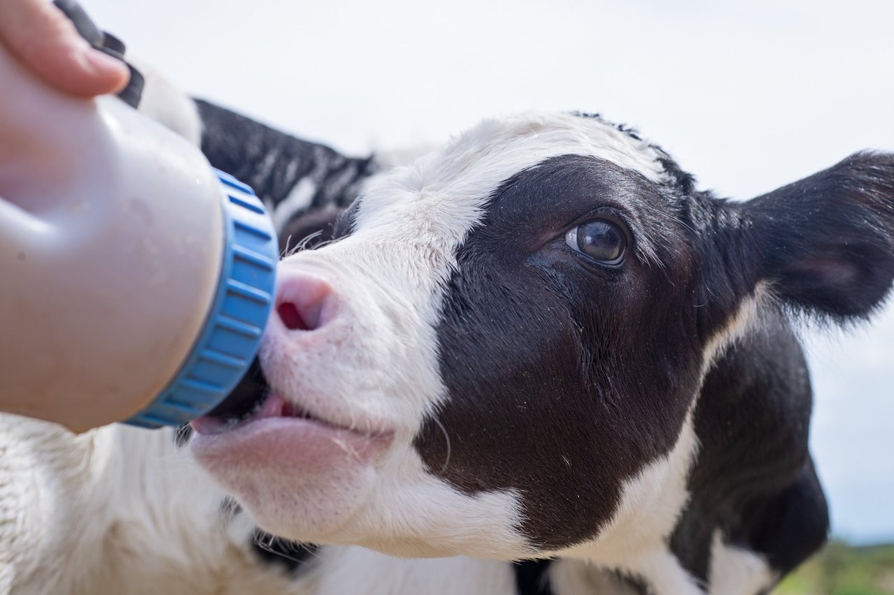 Beneficios de utilizar leche de transición en la recría