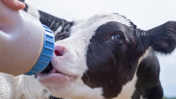 Beneficios de utilizar leche de transición en la recría