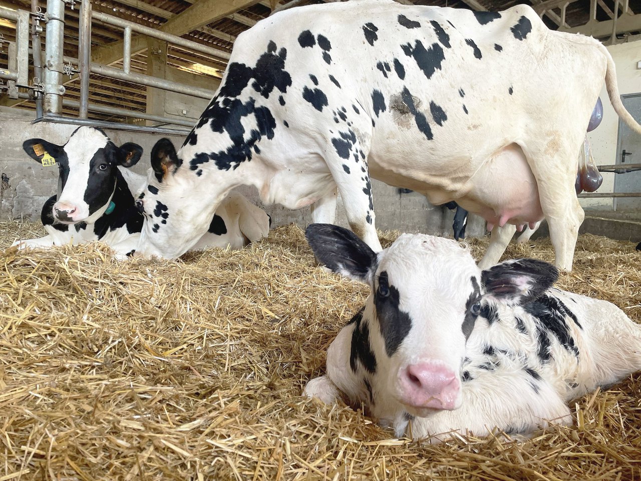 Leche de transición: cada día cuenta