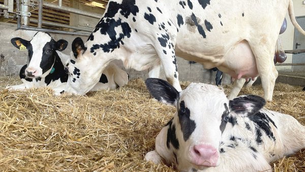 Leche de transición: cada día cuenta