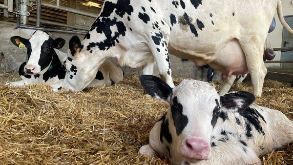 Se abre en Galicia el plazo para solicitar las ayudas de incorporación de jóvenes al agro y planes de mejora