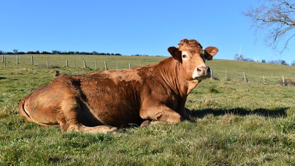 Rentabilidad económica en la producción de carne de vacuno a pasto en Galicia