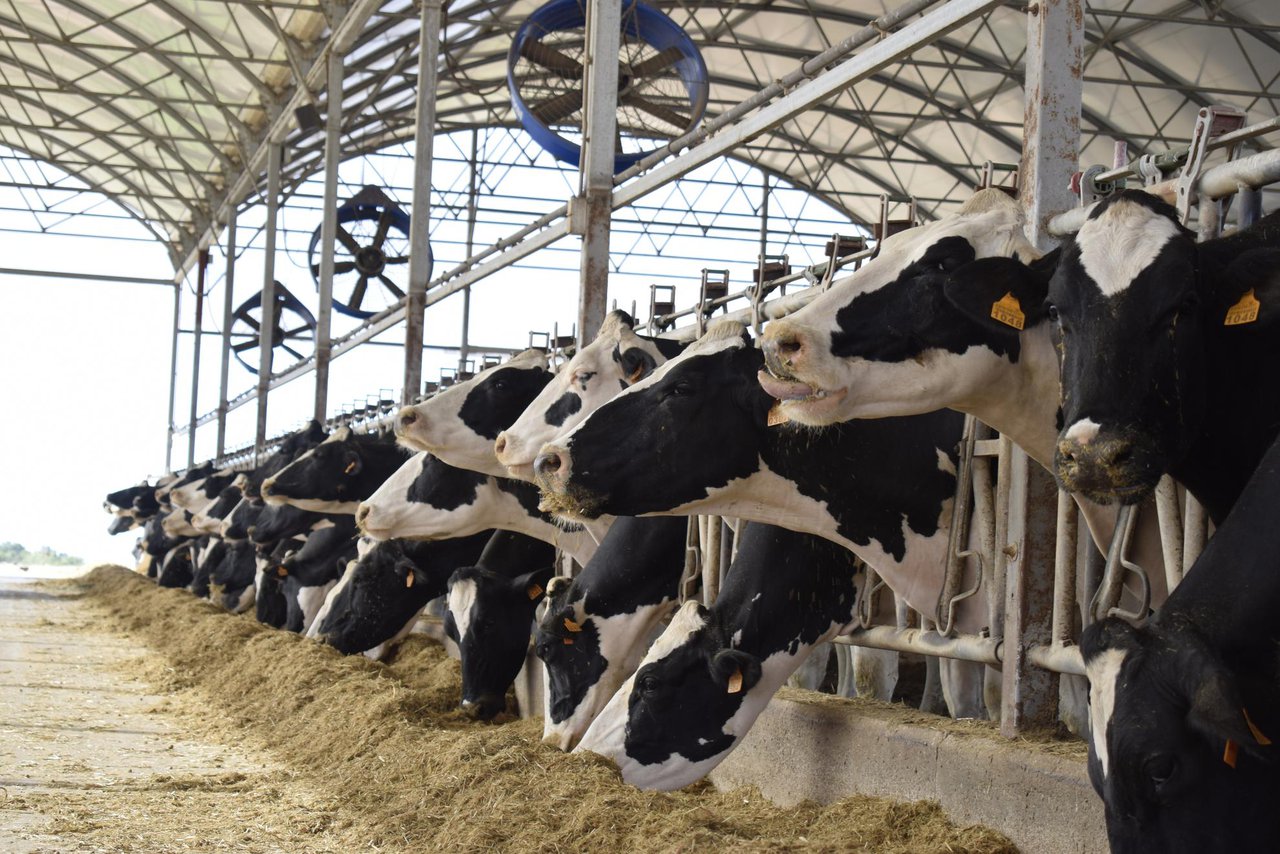 La relación entre horas por día por encima del umbral de ITH y el rendimiento de las vacas en el verano israelí