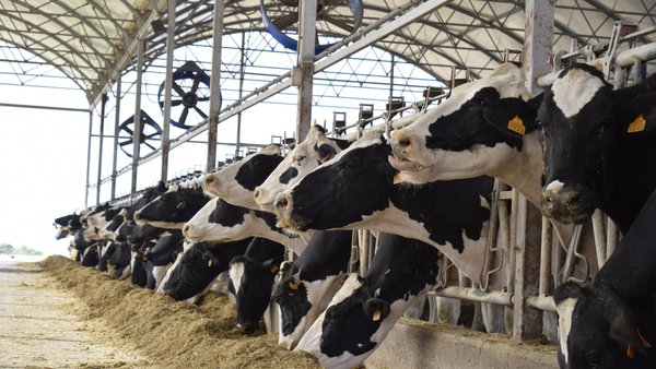 La relación entre horas por día por encima del umbral de ITH y el rendimiento de las vacas en el verano israelí