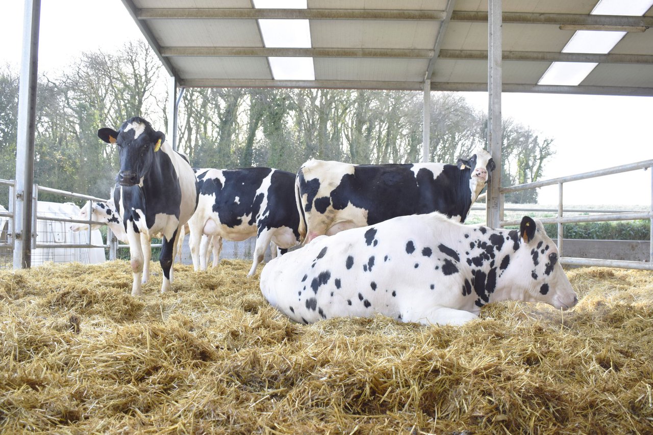 Micoplasmas hemotrópicos o hemoplasmas: qué son y cómo repercuten en la salud de nuestras vacas