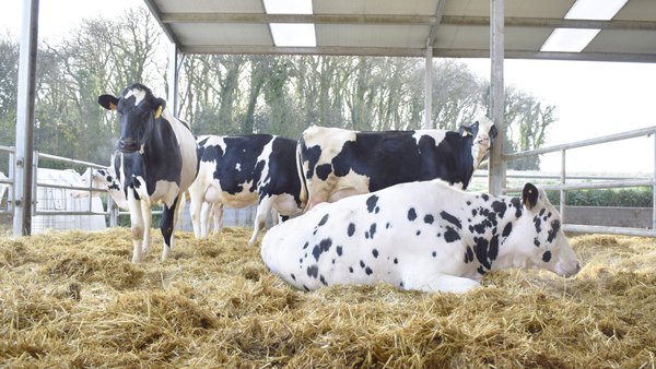 Micoplasmas hemotrópicos o hemoplasmas: qué son y cómo repercuten en la salud de nuestras vacas