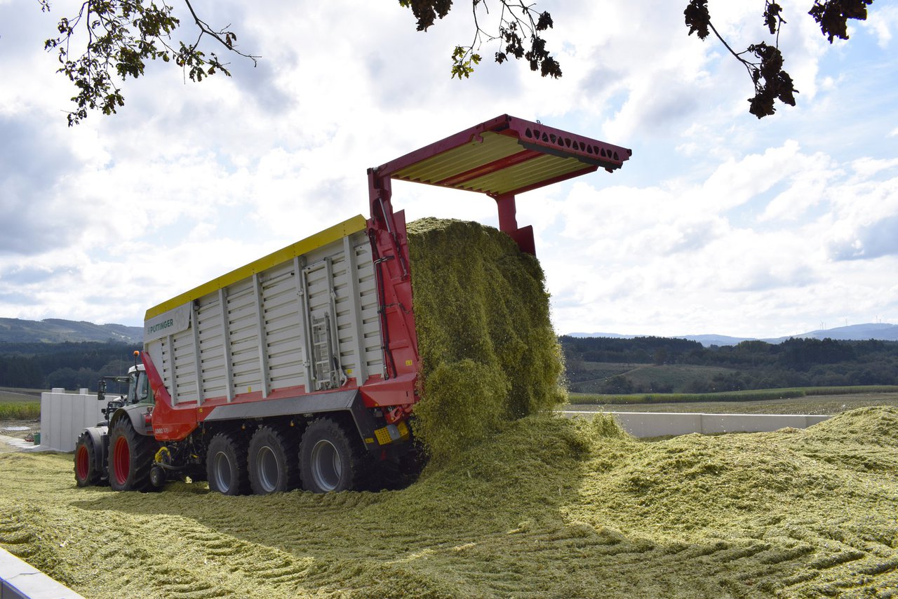 Consideraciones prácticas para el silo de maíz con la problemática de esta campaña