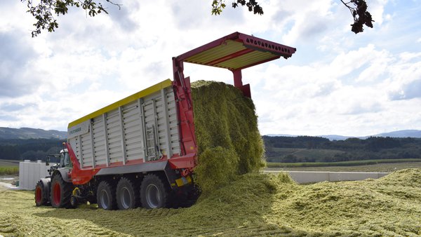 Consideraciones prácticas para el silo de maíz con la problemática de esta campaña