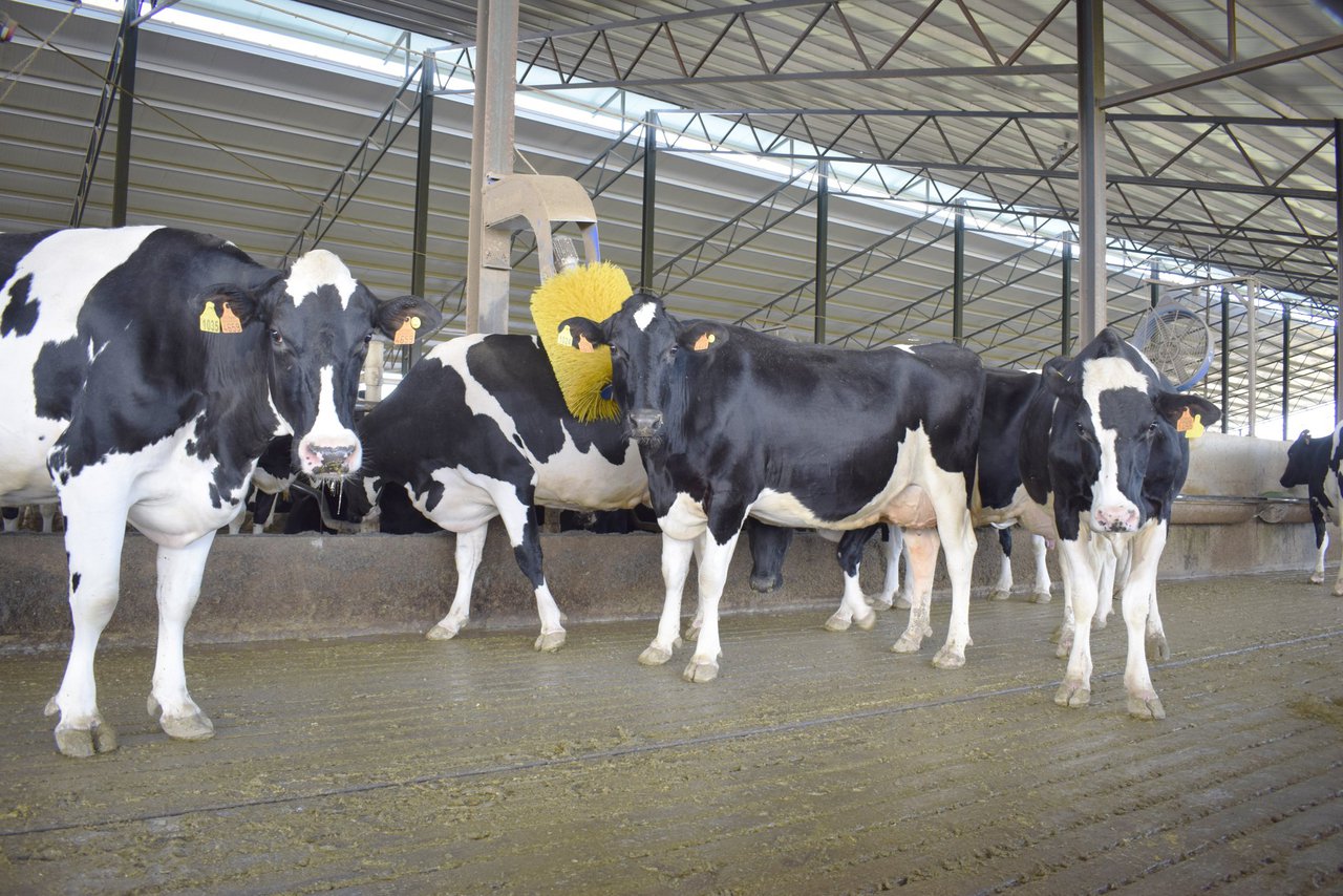 Refrigeración de vacas en condiciones climáticas templadas en Europa