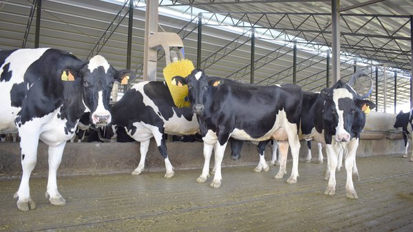 Refrigeración de vacas en condiciones climáticas templadas en Europa