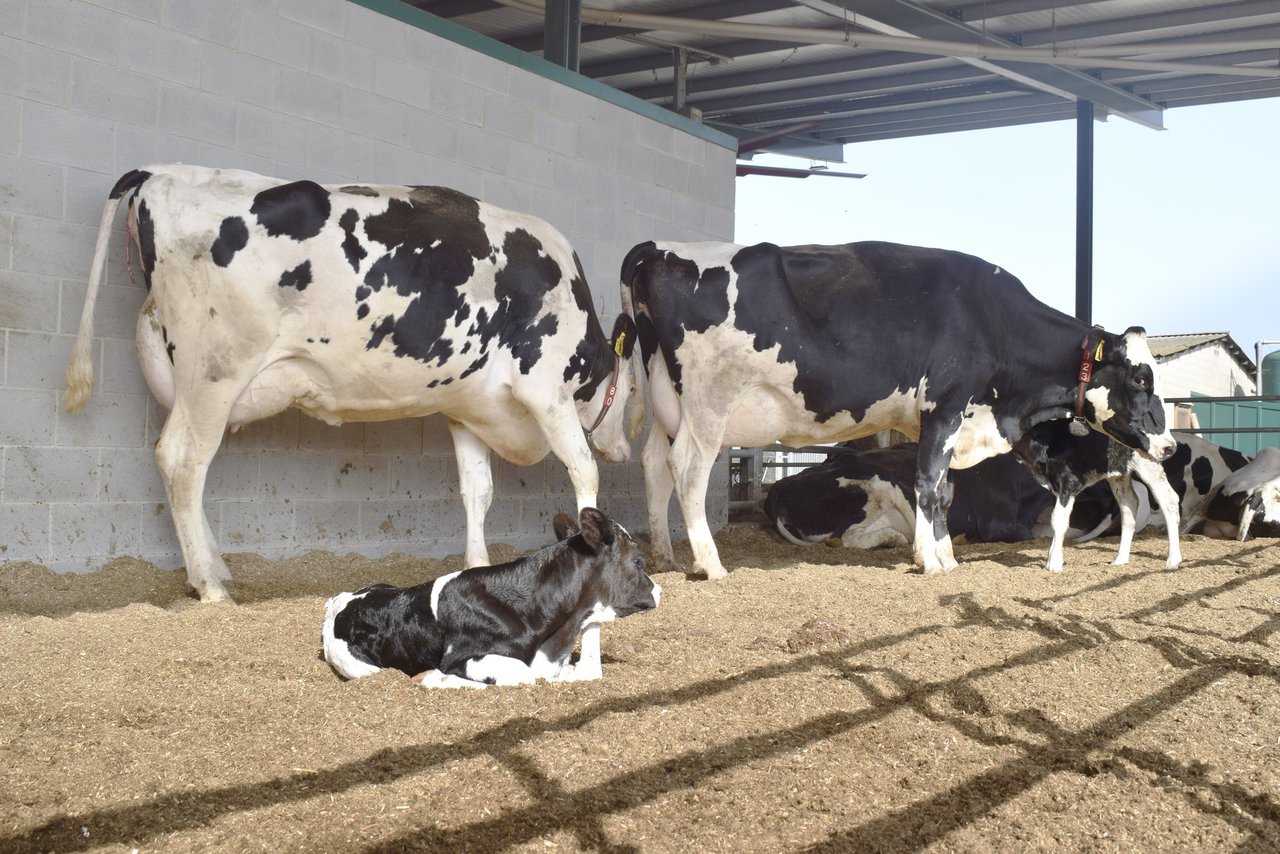 El concepto de “ciclo de la alta fertilidad” en vacas de leche