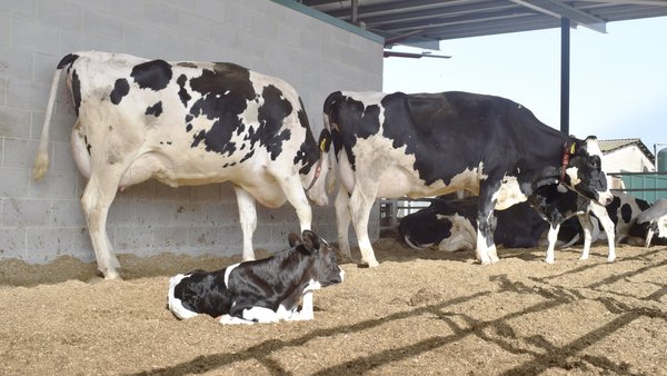 El concepto de “ciclo de la alta fertilidad” en vacas de leche