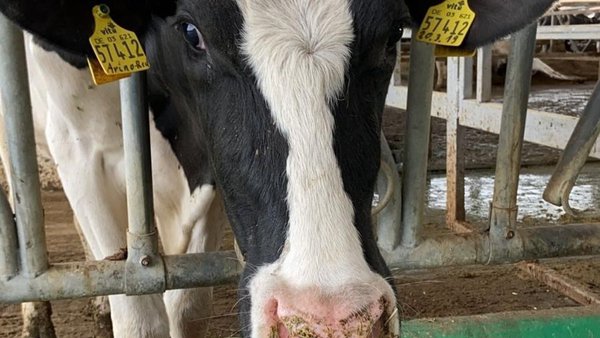 Neumonías en vacas adultas: ¿cuáles son las principales causas?