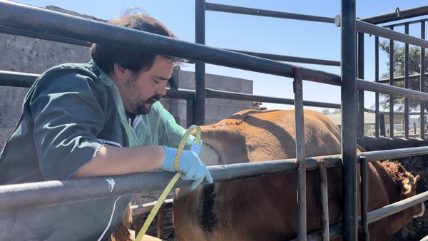 El papel de la salud podal y examen andrológico en la preparación de toros para época de cría