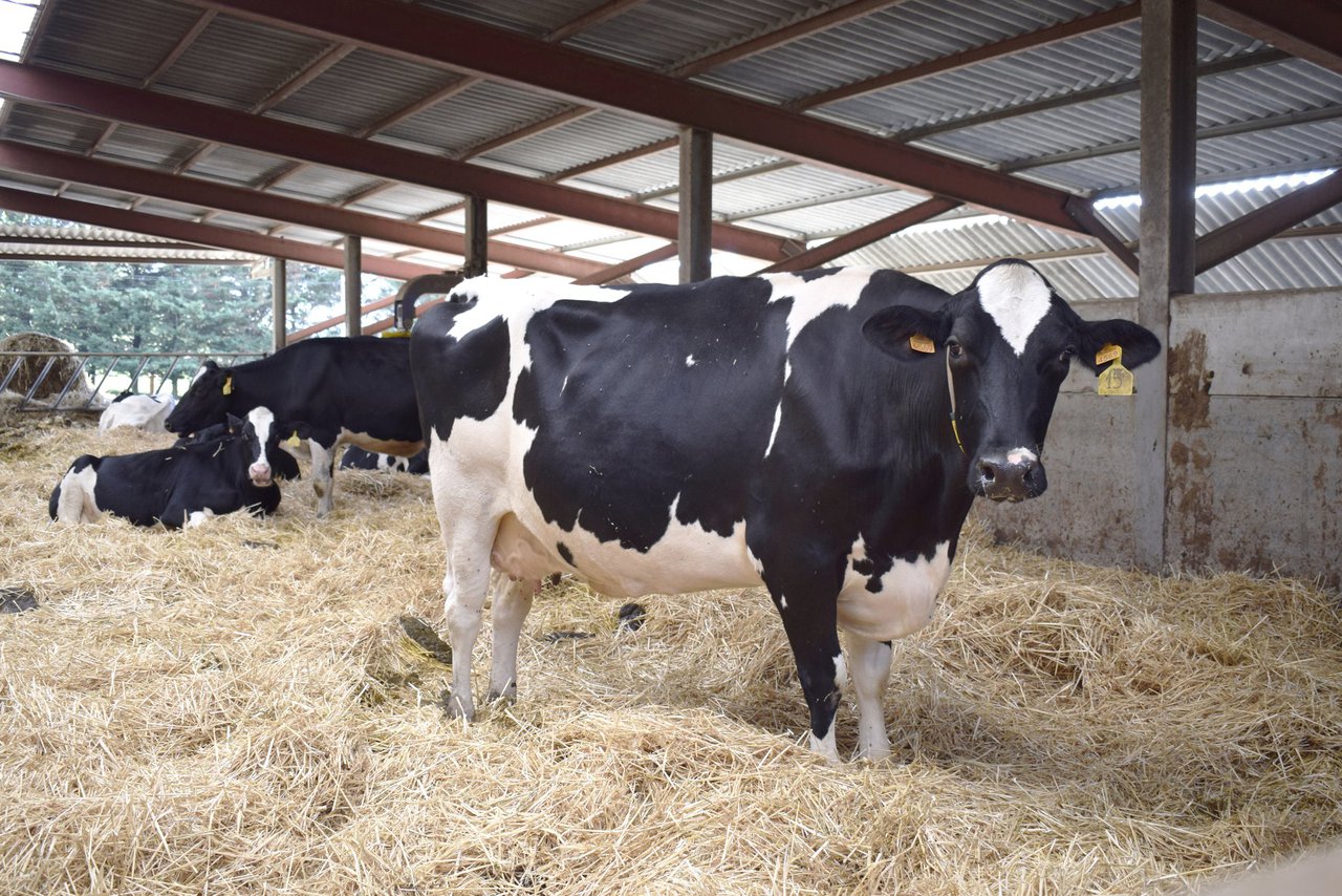 Metabolismo y nutrición en vacas en transición: el impacto de nutrientes esenciales en salud y productividad
