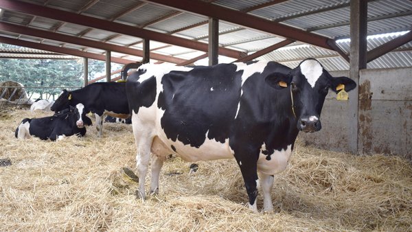 Metabolismo y nutrición en vacas en transición: el impacto de nutrientes esenciales en salud y productividad
