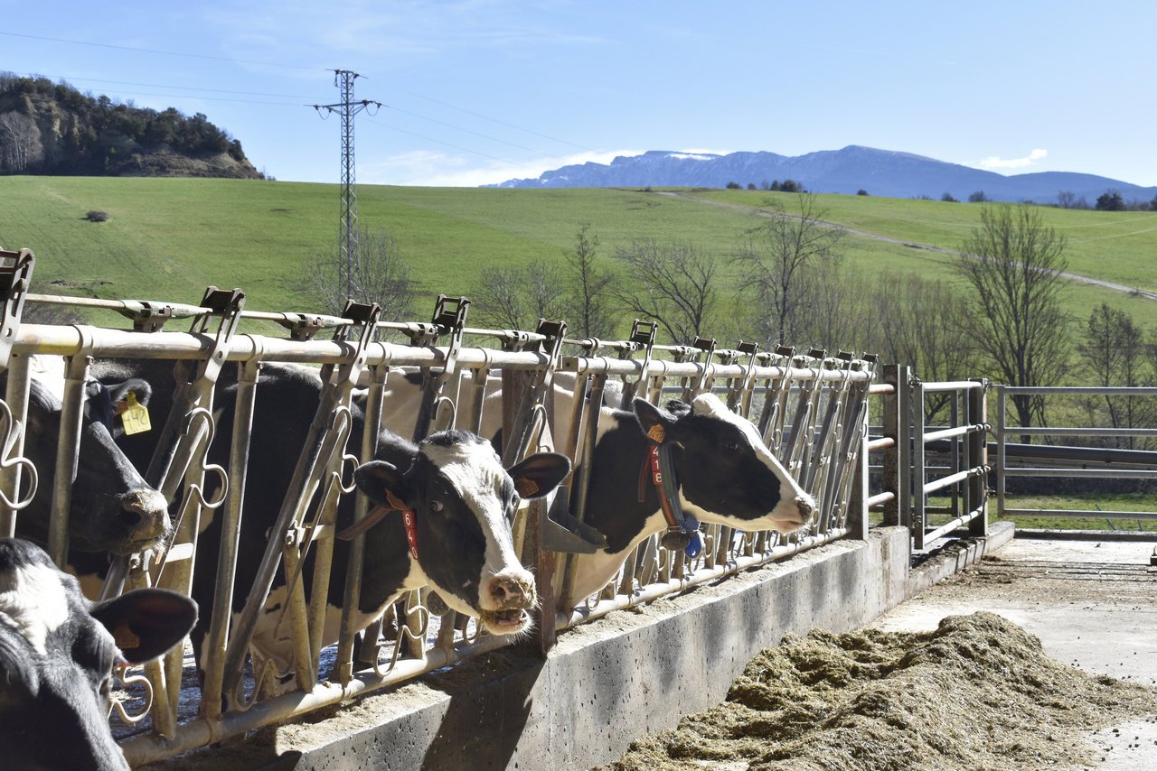 ¿Qué no sabemos todavía sobre el enfriamiento de las vacas?