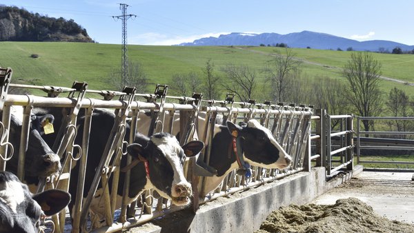 ¿Qué no sabemos todavía sobre el enfriamiento de las vacas?