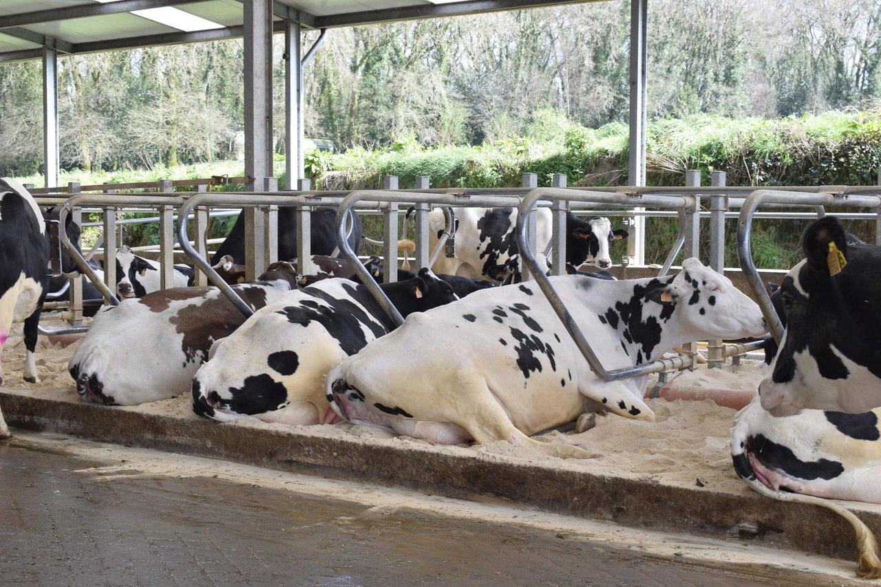 La importancia del descanso en las vacas de leche