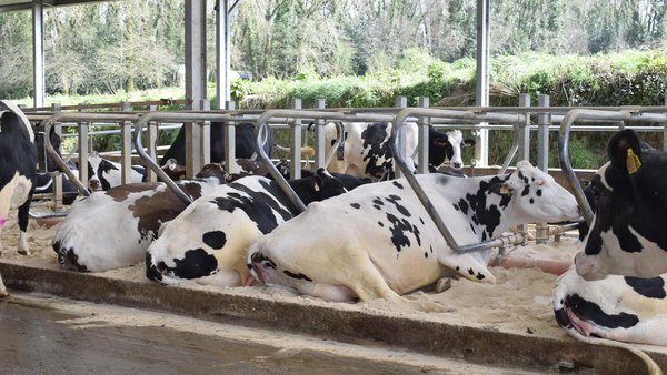 La importancia del descanso en las vacas de leche