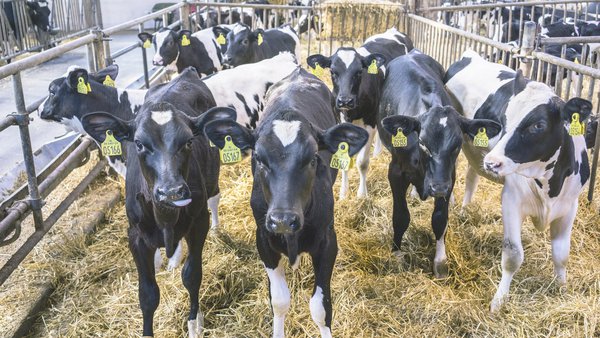 La importancia y las complejidades de la pasteurización del calostro