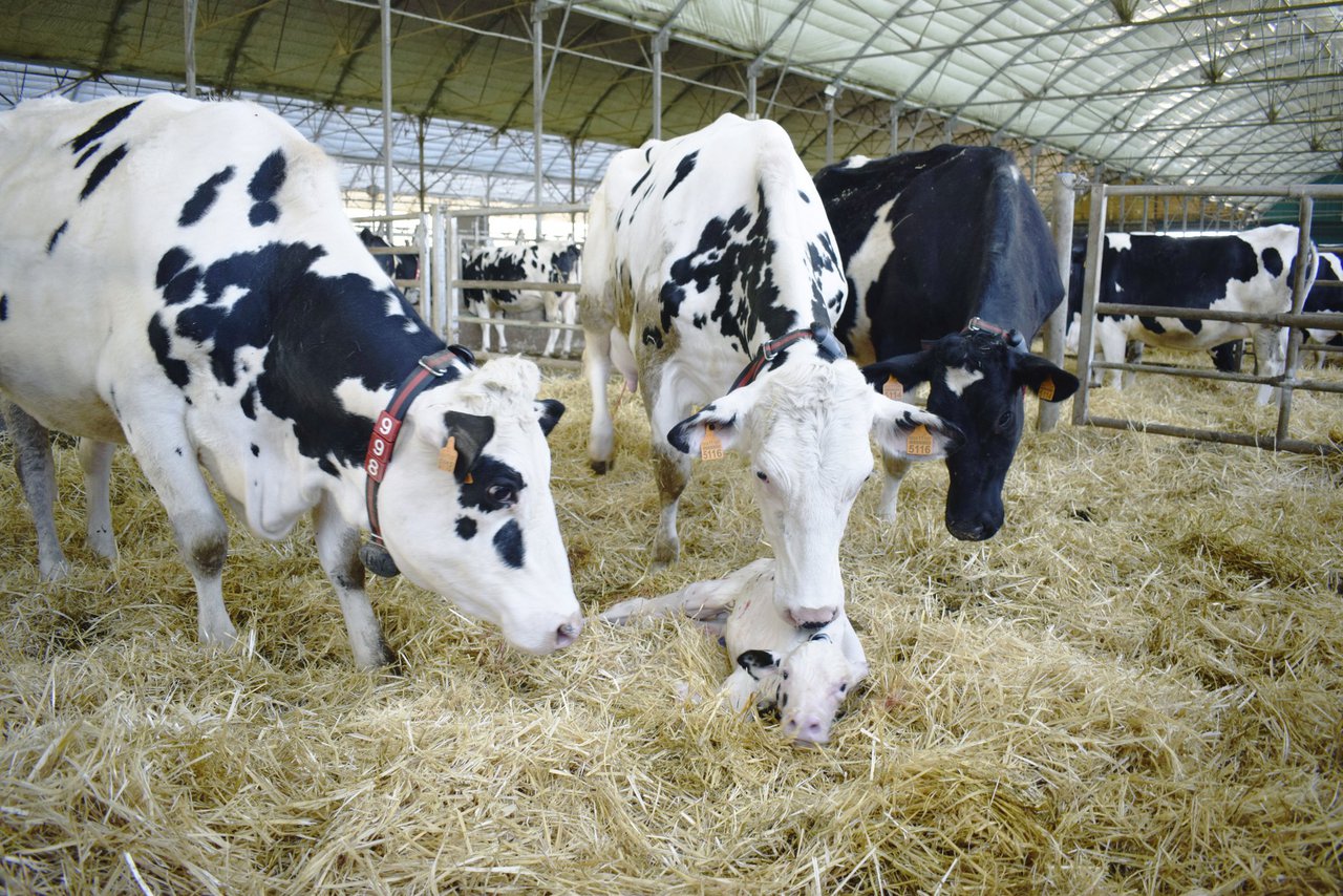Prolongación de la duración de la lactancia: consecuencias para la vaca y el ganadero