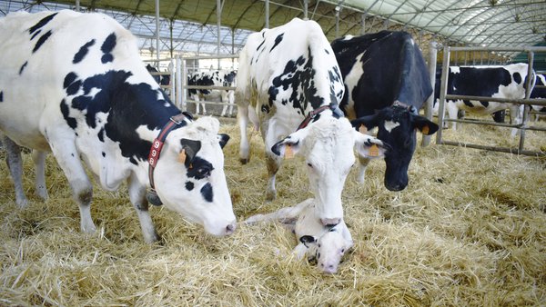 Prolongación de la duración de la lactancia: consecuencias para la vaca y el ganadero