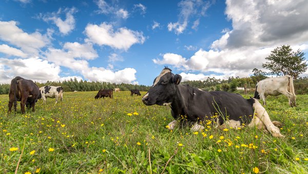 Indicadores de sostenibilidad aplicables a granjas de producción de leche. Un estudio de caso