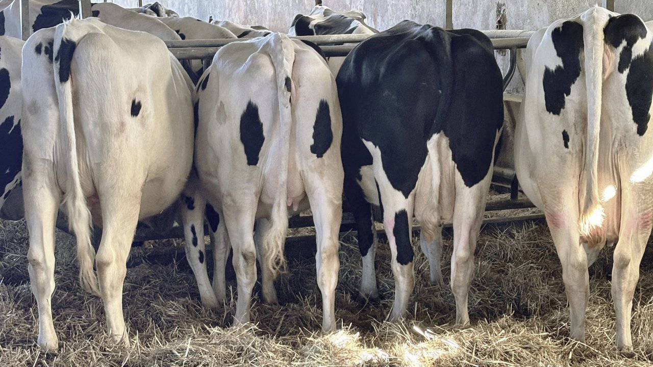 Vacas más fuertes en el posparto: beneficios de la suplementación mineral inyectable