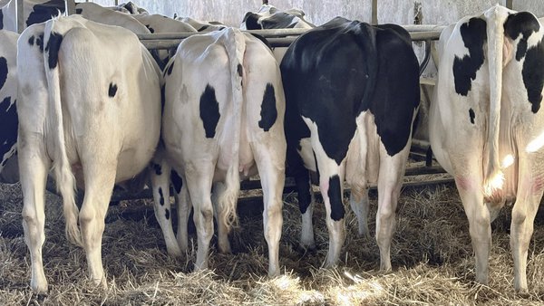 Vacas más fuertes en el posparto: beneficios de la suplementación mineral inyectable