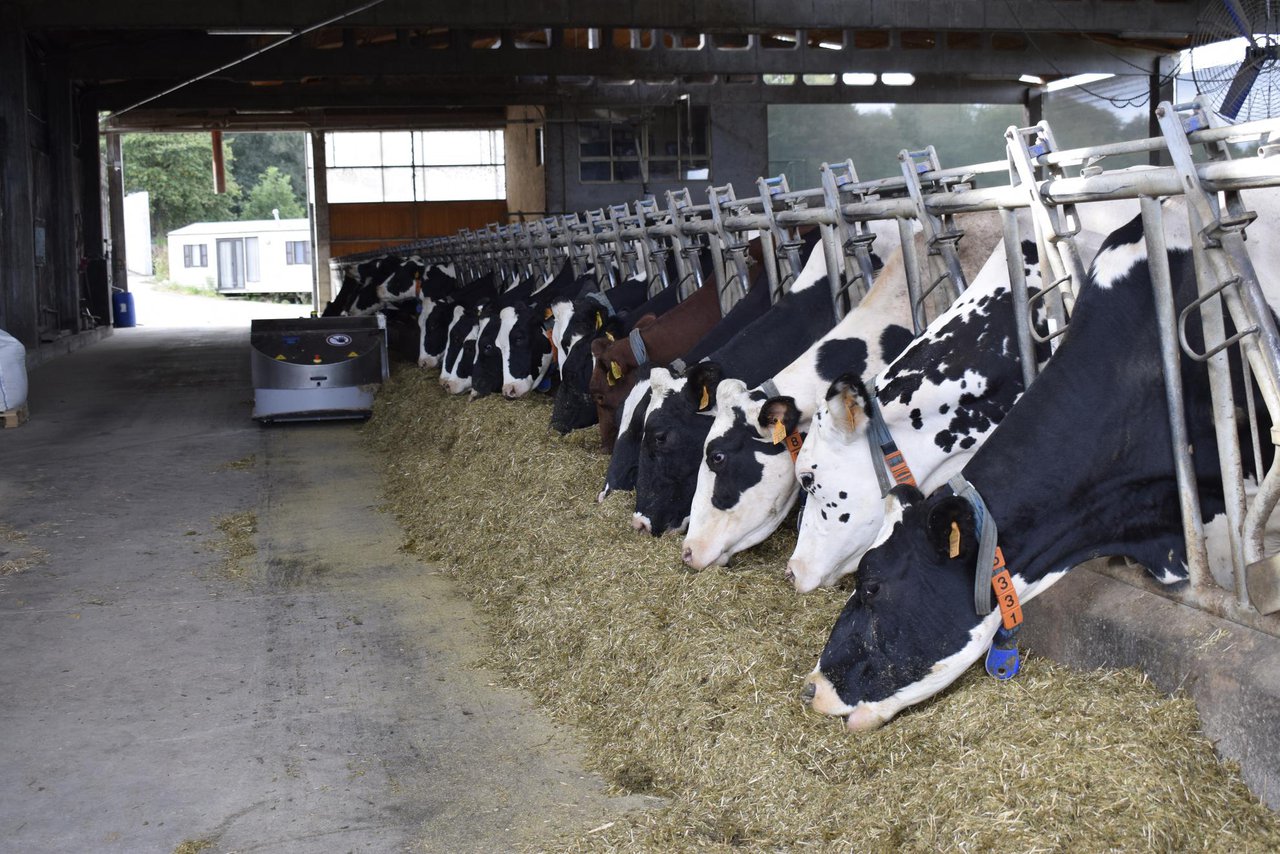 Intensificación sostenible de granjas lecheras en clima atlántico templado. Efectos sobre aspectos productivos, nutricionales y medioambientales (II)