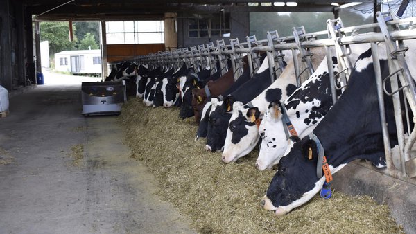 Intensificación sostenible de granjas lecheras en clima atlántico templado. Efectos sobre aspectos productivos, nutricionales y medioambientales (II)